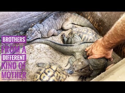 CAN Lizards & Tortoises LIVE TOGETHER?