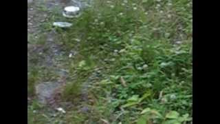 CAPTAIN BEEFHEART -- POMPADOUR SWAMP