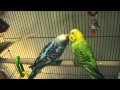 budgies; olive the flirt & yummy food time 