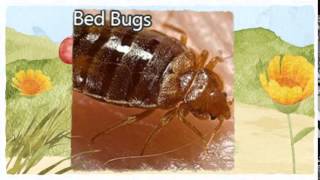 preview picture of video 'Official Pest Control Citrus Heights CA 916-226-4836 Bed Bugs Treatment'