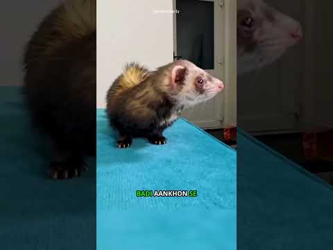 Ferret Shows Her Babies… No One Liked It 🥺#shorts