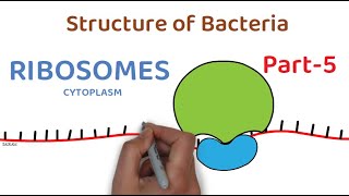 Structure of Bacteria | Part 5 | Ribosomes
