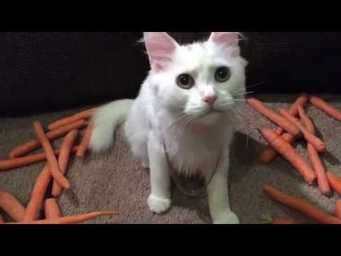 Funny Cat Video: Selena Gomez "Good For You" Cat Parody