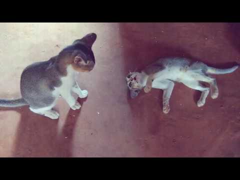 "I Will Bite You" || Two Of My Cats Are Playing And They Pretend Like They Are Fighting || Happy Cat