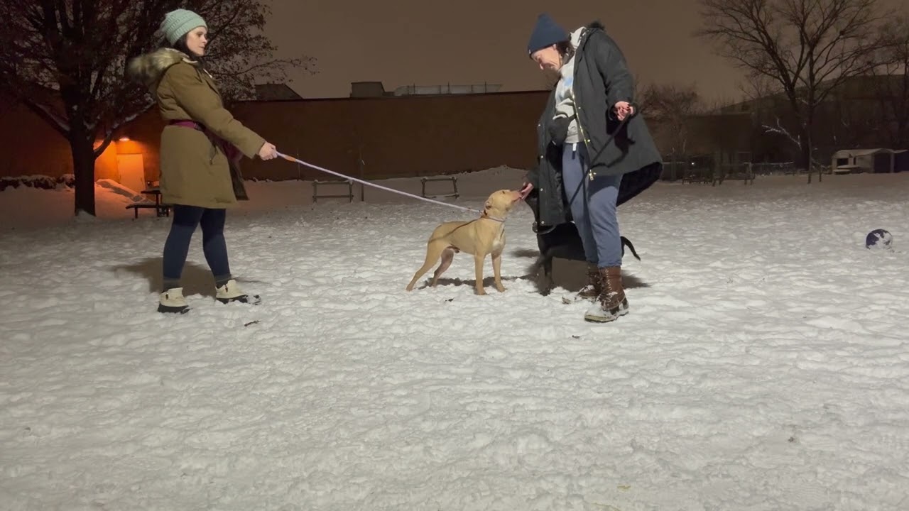Enlarge Arno, a ADOPTABLE Pit Bull Terrier in Chicago, IL video 5/5
