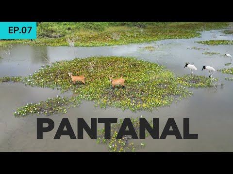 Pantanal, a Brazilian paradise in Mato Grosso do Sul. Unparalleled flora and fauna.