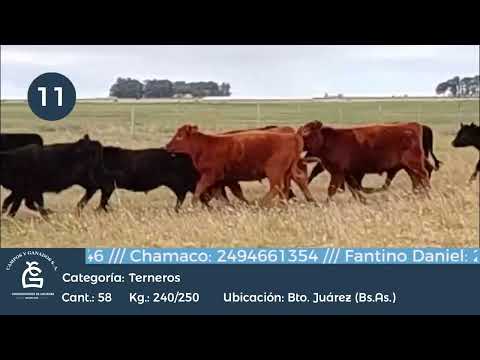 Lote Machos - Bto Juárez Bs As