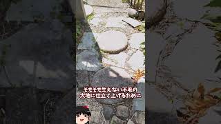 庭に畑を作ってみた【その51】#shorts