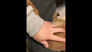 #柴犬#豆柴豆吉　やっぱり膝で寝るのが好きみたいです（笑）I like knees
