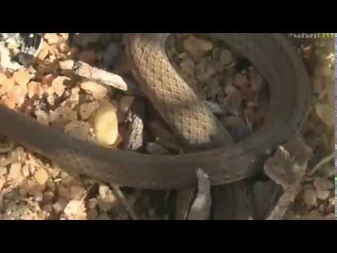 Jan 28, 2017- Cape Centipede Eater Snake & Irridescent Jewel Beetle