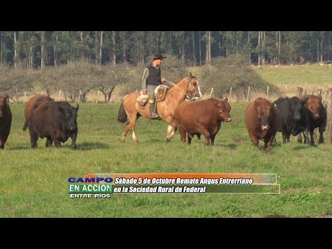 Angus Entrerriano 2019 - Leonardo Pessolani