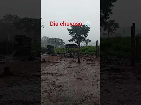 colheita de hoje, e dia chuvoso, Colniza Mato Grosso 🙌🌧️