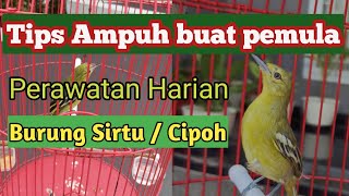 Download lagu Cara merawat burung sirtu agar cepat bunyi buat pemula mp3