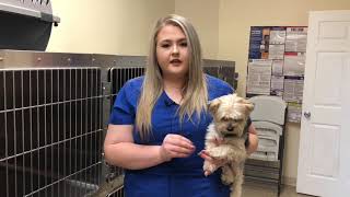 Kennel Technician