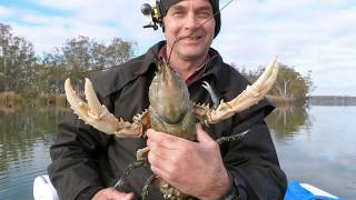 Catching Big Murray River Crayfish, Freshwater Crayfish, Euastacus armatus, Australian inland rivers