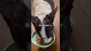 2026.4.8朝ごはん#ブルテリア#bullterrier#犬#犬との暮らし#愛犬#dog#可愛い#わんこ#お散歩#family#パピー #仔犬