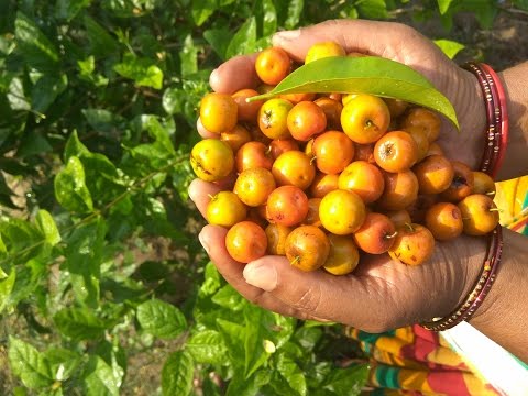 Jujube Fruit Harvesting