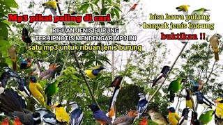 Download lagu Suara pikat mp3 paling ampuh untuk mikat burung bikin burung jadi terlena #caramikatburung  mp3