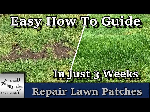 How to repair patches in your lawn. Seed bare spots
