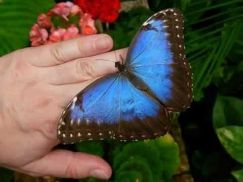 Václav Neckář - Motýli.wmv