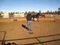 Part 1 - Horse Behavior Study - Getting Equality with ...