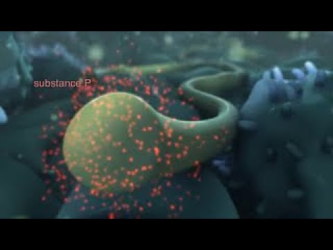 Perpetual Pain - Nerve growth factor and its role in rheumatoid arthritic pain - YouTube