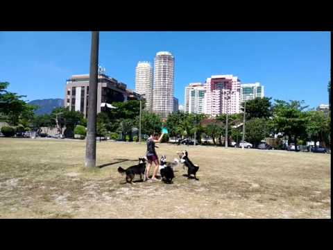 Thor e seus amigos border collies atrás do frisbee