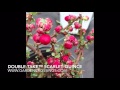Double Take™ Scarlet Quince