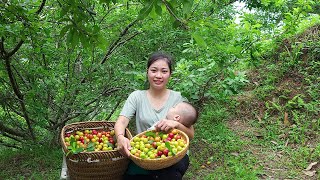 Daily Life of a 18-Year-Old Single Mom - Harvest Ripe Red Plums in the Mountains with Child to sell