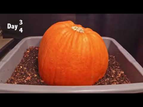 Worms decomposing a pumpkin Time-Lapse