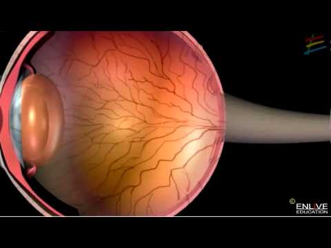 Structure and working of Human Eye - Human Eye and the Colorful World ...