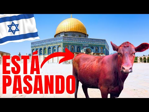 🚨 Profecía Cumplida: La VACA ROJA ya LLEGÓ a Israel! ¿Comenzó la construcción del 3er Templo? Biblia