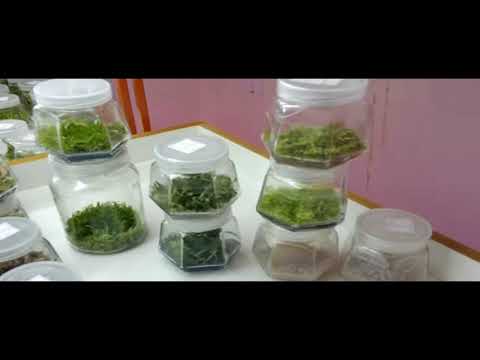 Orchid Care: How I promote Root Growth