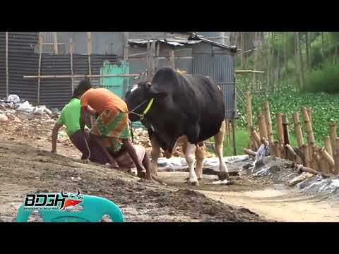 The Madness of 1200 KG By Muntasir Kabir Tanim   Bangladesh er Gorur Haatt