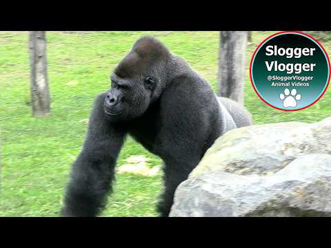 Gorilla Display - Throwing, Beating, Dominating