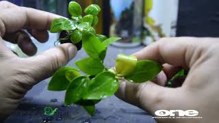 Download lagu Differences between land and water anubias mp3