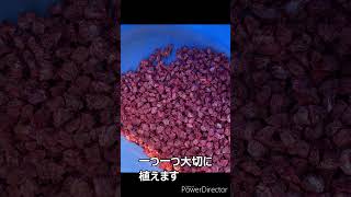 とうもろこし成長記録　１日目　#shors
