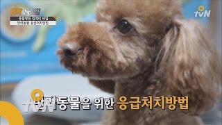 topsecret 반려동물 간단 응급처치법 꿀팁! 151118 EP.4