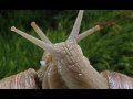 Microcosmos Snails Of Beauty High Quality