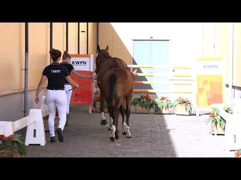 3 LUIGI D'ECLIPSE X COULEUR RUBIN