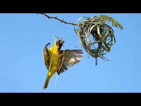 Weaver bird building a nest.