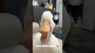 Download lagu BEBEK KETAWA NGAKAK 😂 #animal #hewan #bebek #duck #viral #fyp #fypシ゚viral mp3