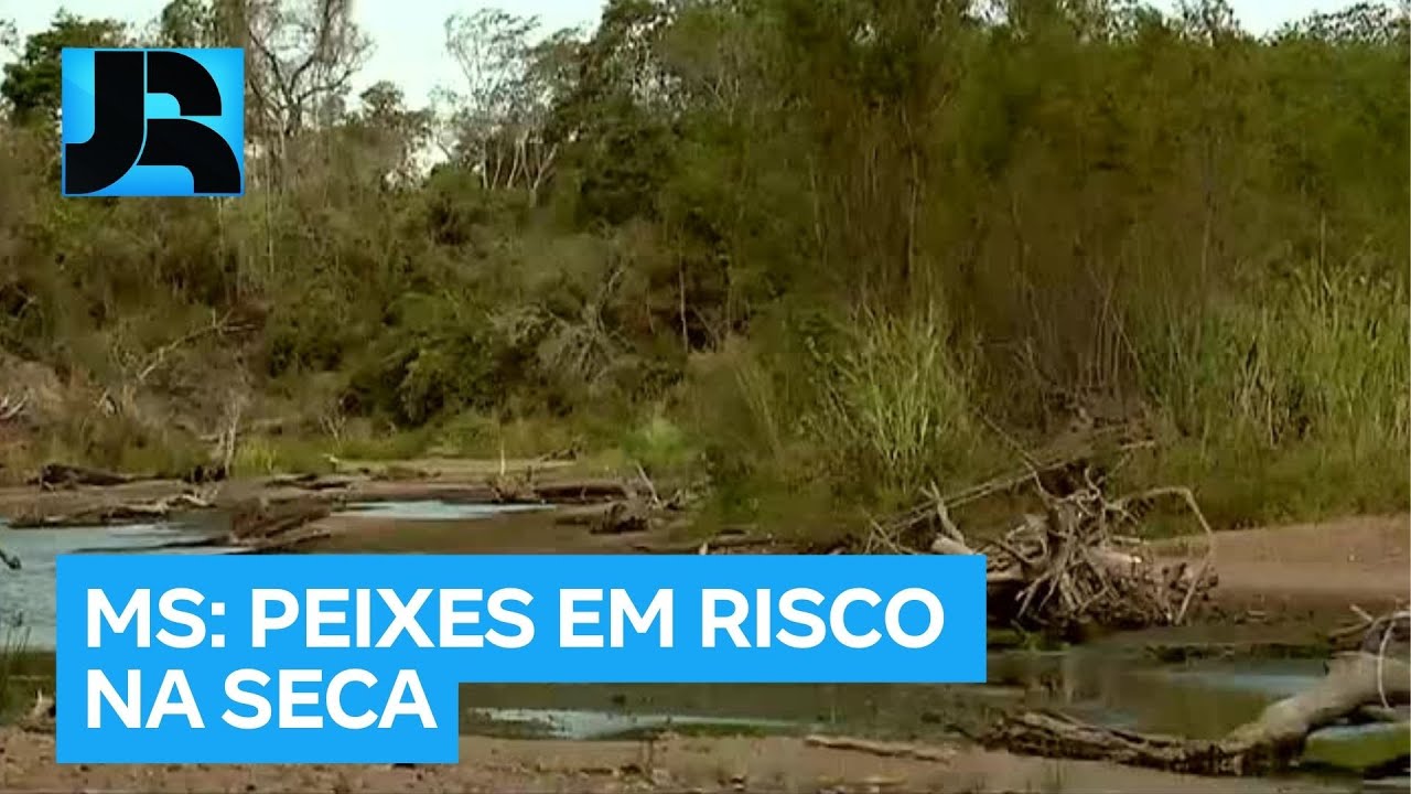 Estiagem no Mato Grosso do Sul ameaça peixes no rio da Prata