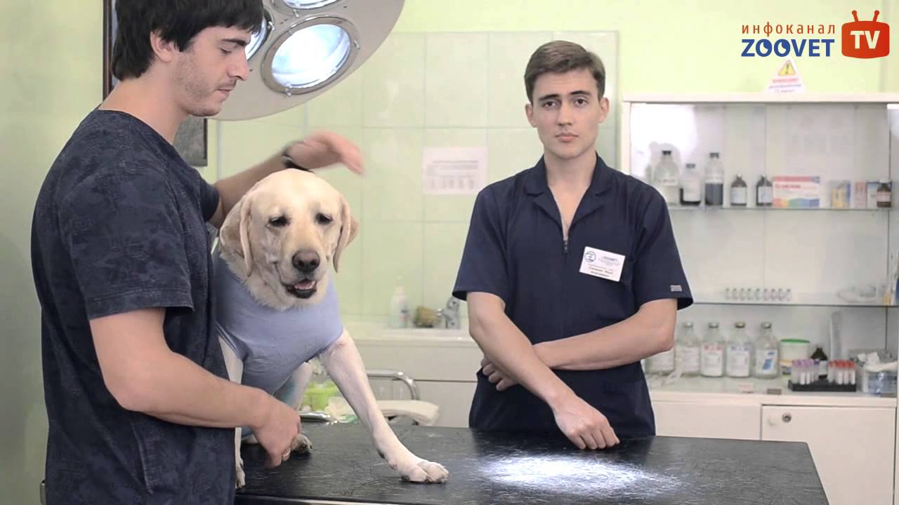 Послеоперационный уход за швами у питомцев