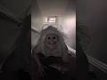Stair Chaser Horror Horrorstories Ghost Scary Spooky Creepy Spooky Jumpscare Demon Film