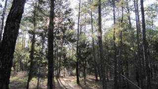 preview picture of video 'Bastrop State Park - Lost Pines Trail'