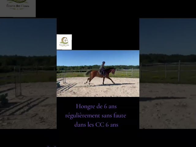 Hongre selle Fran&ccedil;ais de 6ans 