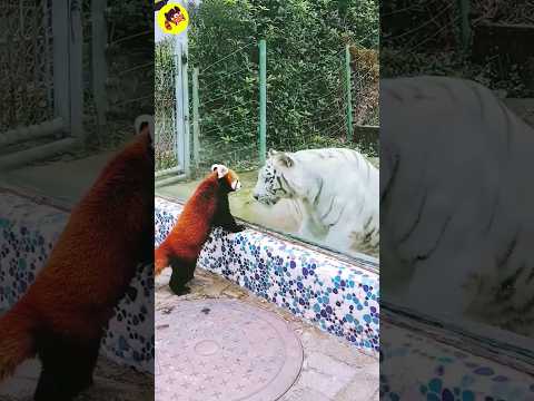 cute red panda not scared of white tiger