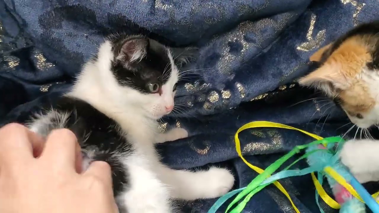 Enlarge Vega & Polaris, a ADOPTABLE mixed breed in Marseilles, IL video 4/4