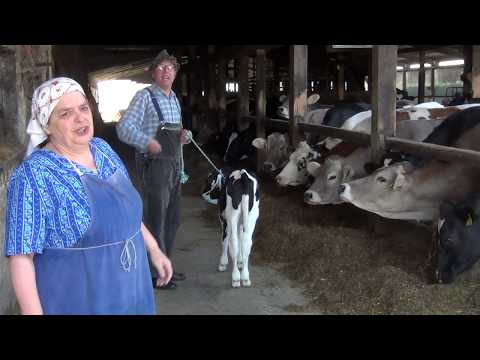 Hillu's Herzdropfa mit Kalb Corona auf dem Berghof